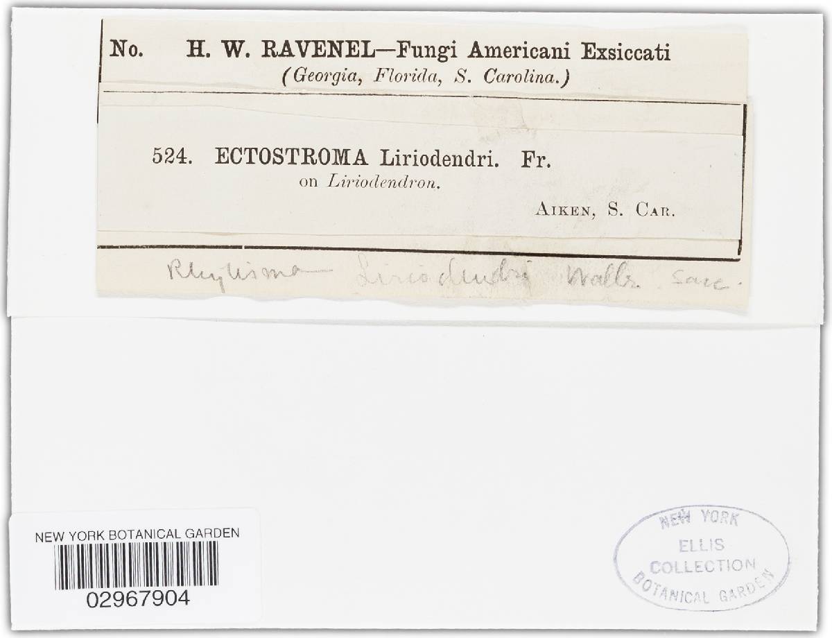 Rhytisma liriodendri image