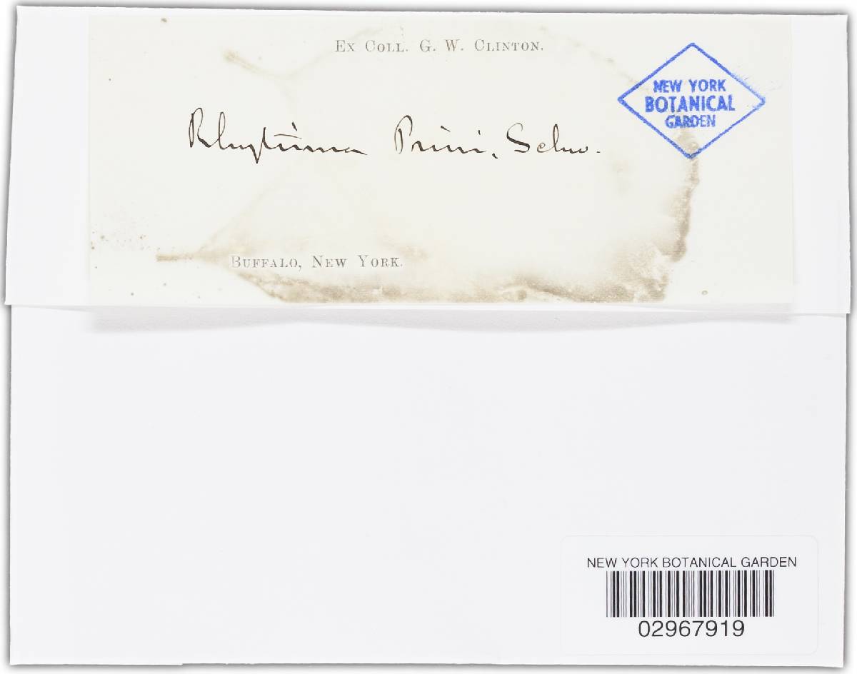 Rhytisma prini image