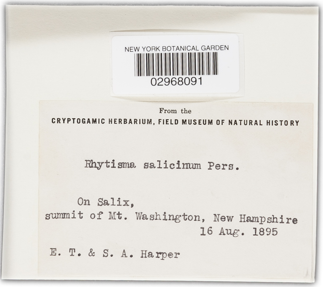 Rhytisma salicinum image