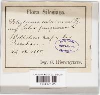 Rhytisma salicinum image