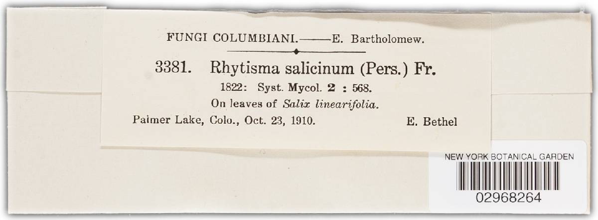 Rhytisma salicinum image