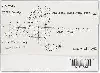 Rhytisma salicinum image