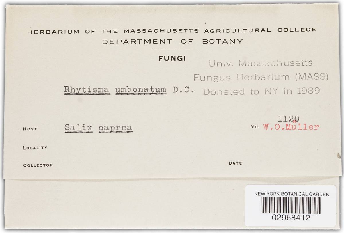 Rhytisma umbonatum image