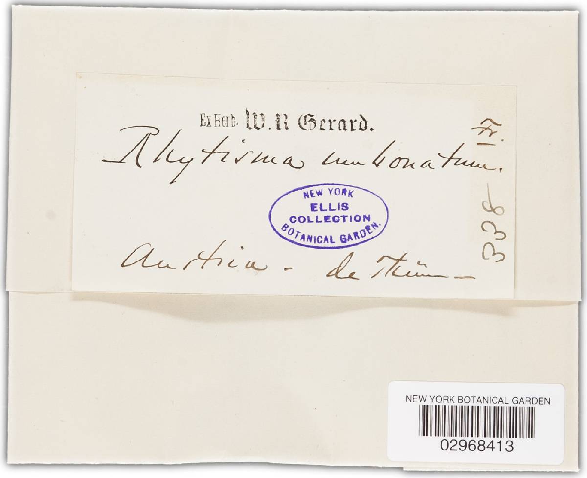 Rhytisma umbonatum image