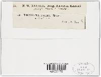 Rhytisma vaccinii image