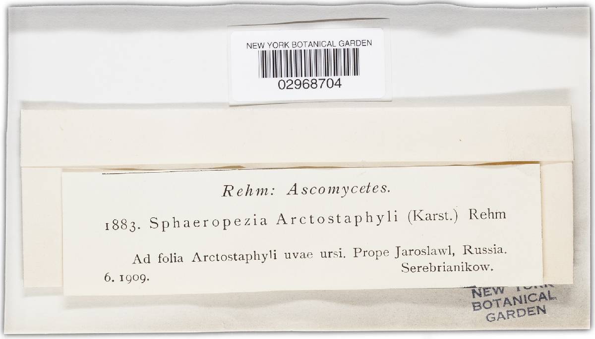 Propolis phacidioides image