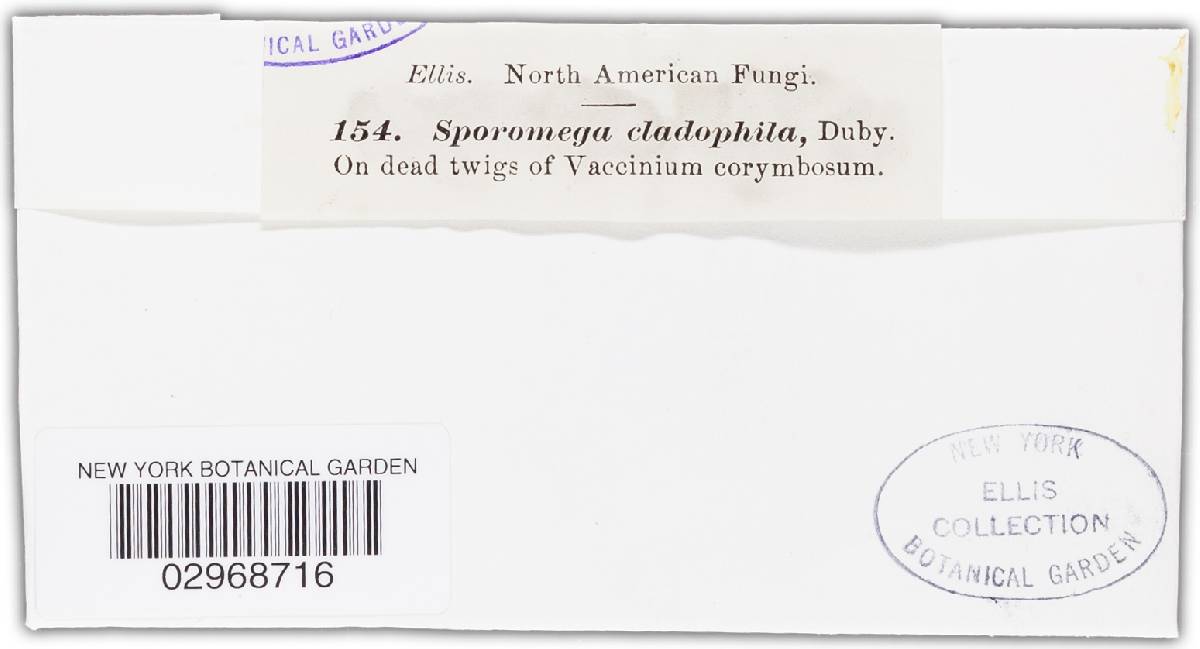 Terriera cladophila image