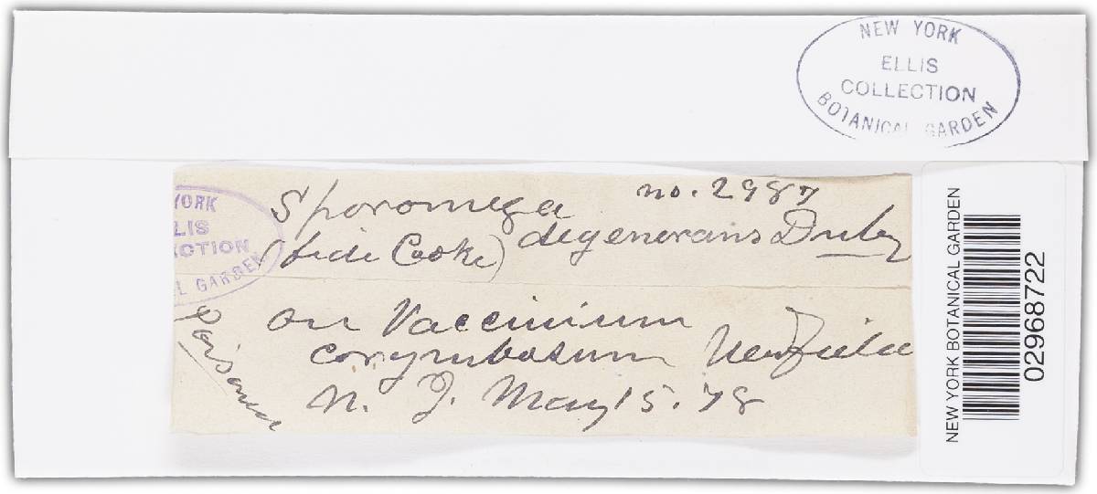 Sporomega degenerans image