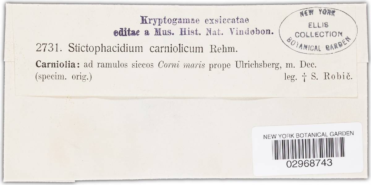 Stictophacidium carneolicum image