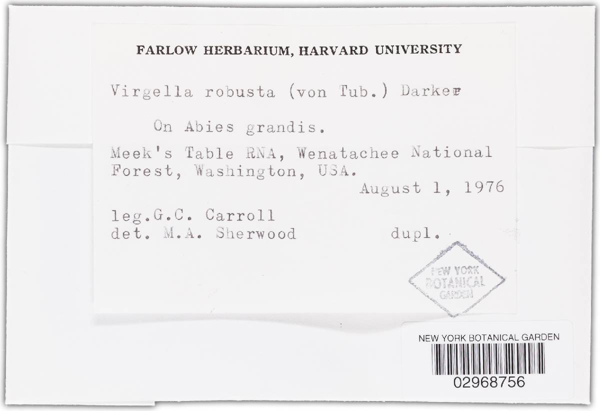 Virgella robusta image
