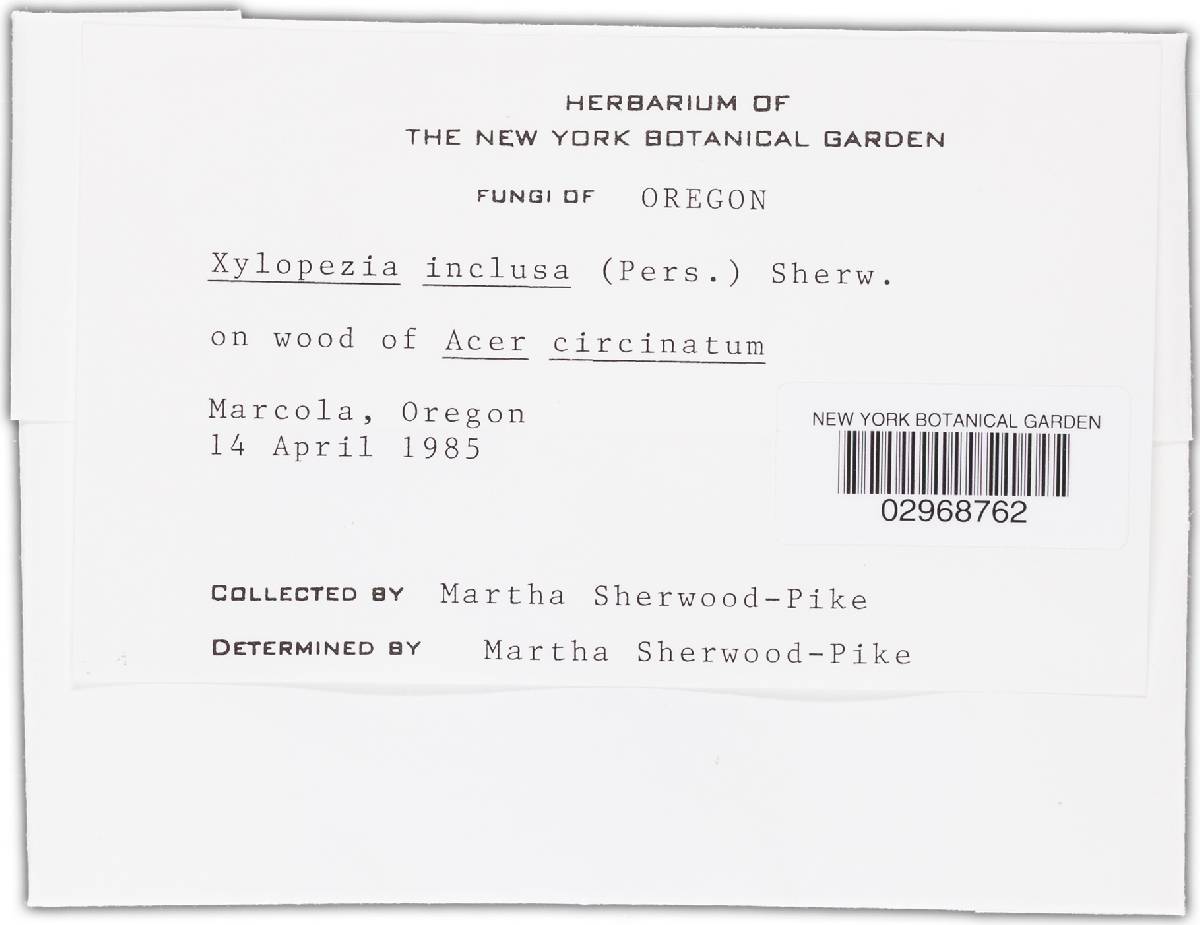 Exarmidium inclusum image