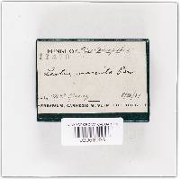 Leotia marcida image