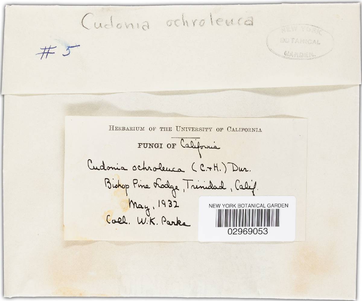 Cudonia ochroleuca image