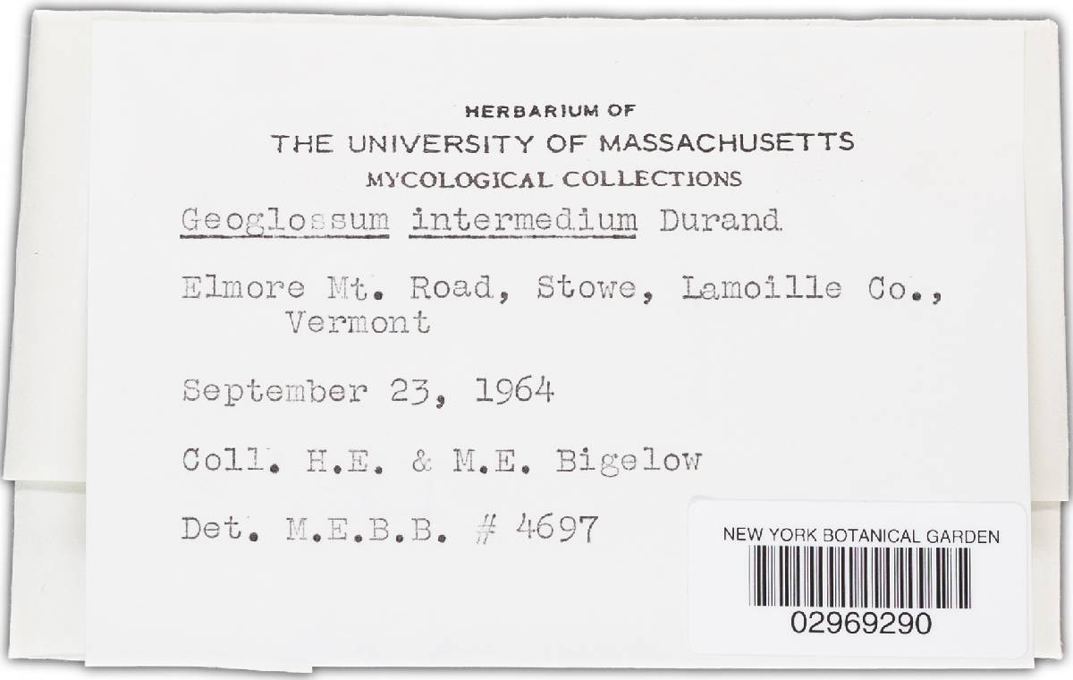 Geoglossum intermedium image