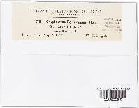 Geoglossum peckianum image