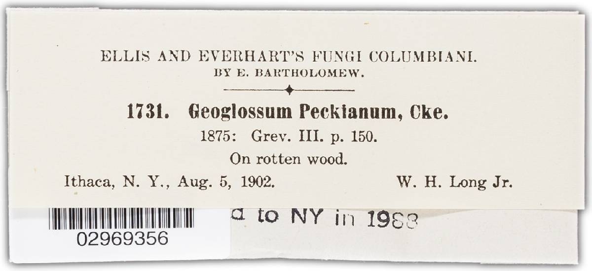 Geoglossum peckianum image