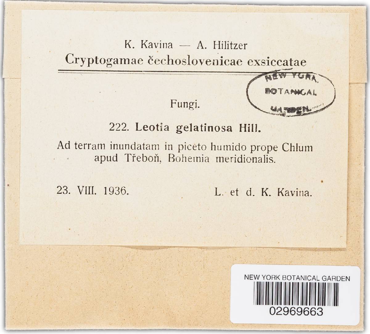 Leotia gelatinosa image
