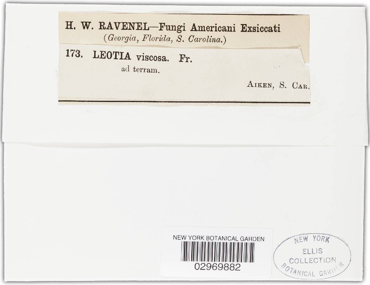 Leotia stipitata image