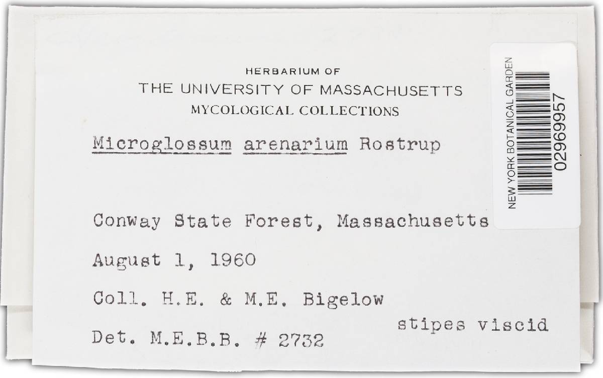Geoglossum arenarium image