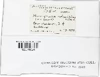 Microglossum rufum image