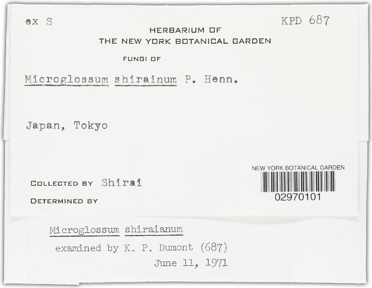 Microglossum shiraianum image