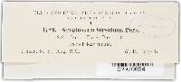 Trichoglossum hirsutum image
