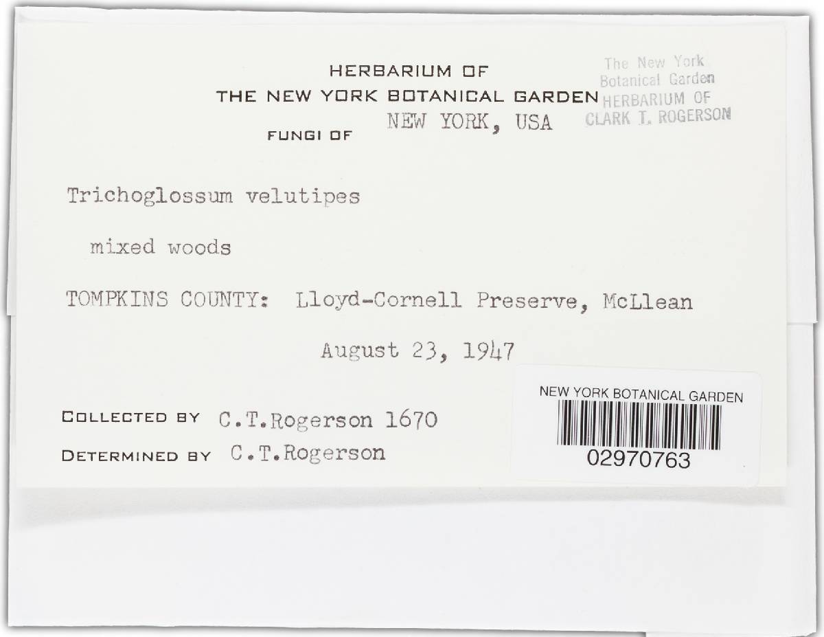 Trichoglossum velutipes image