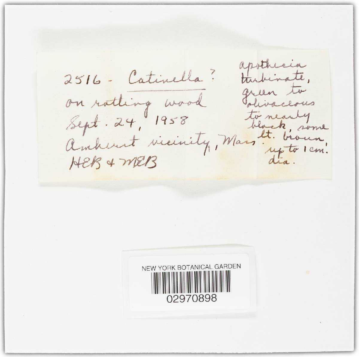 Unguicularia image