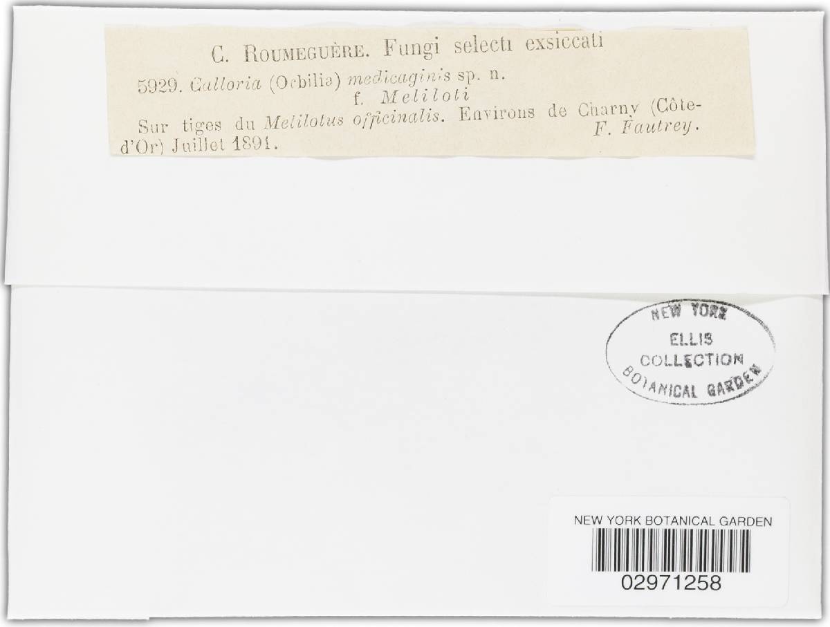 Calloria medicaginis image