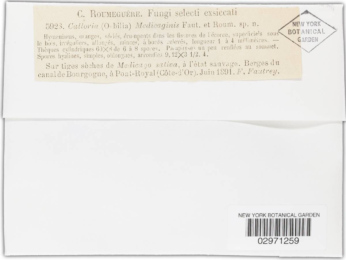 Calloria medicaginis image