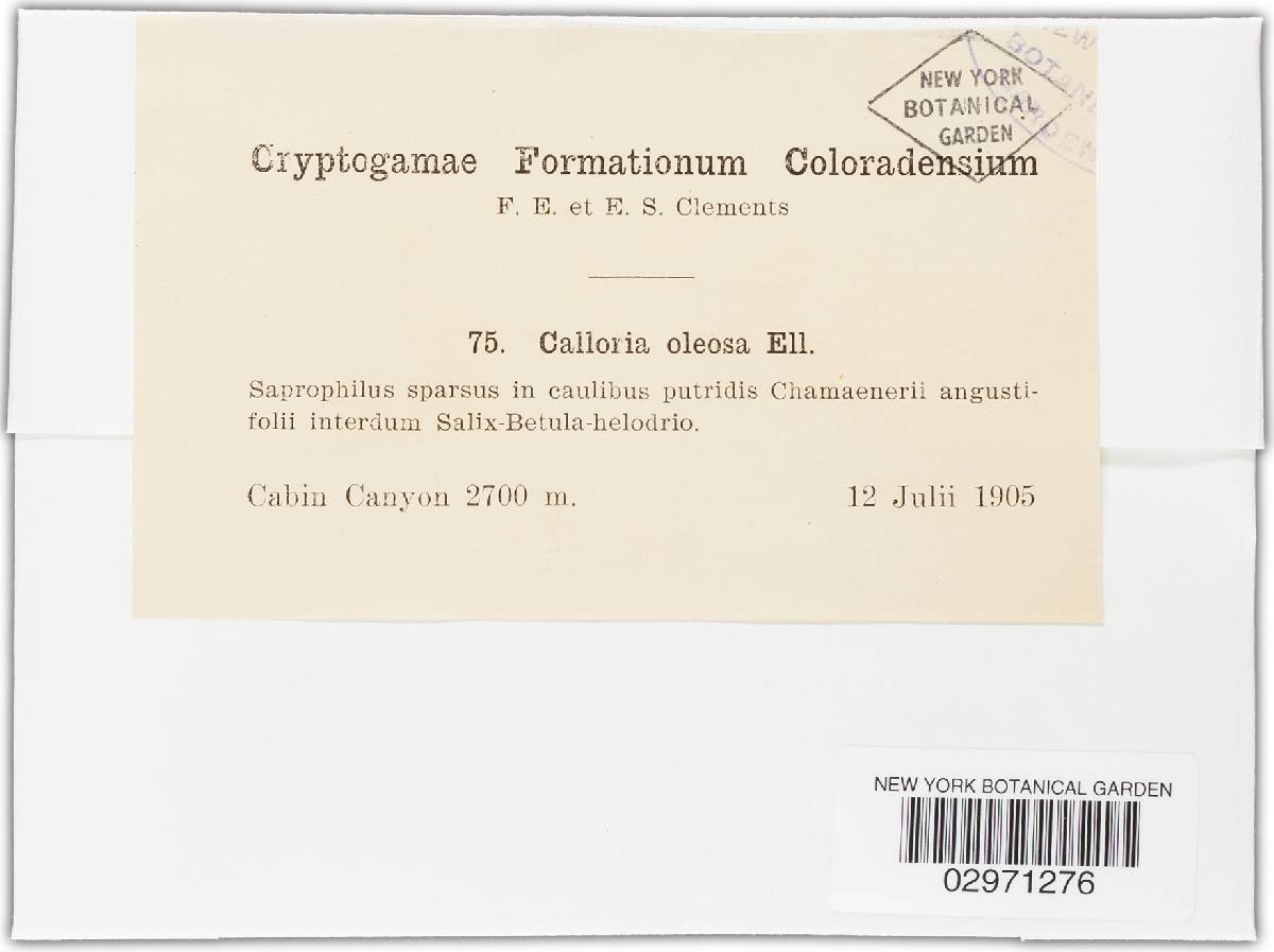 Calloria oleosa image