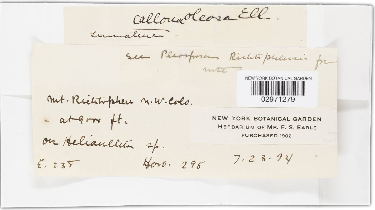Calloria oleosa image