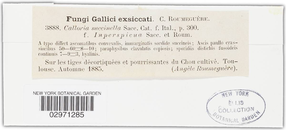 Calloria succinella image