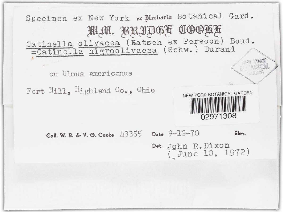 Catinella nigro-olivacea image