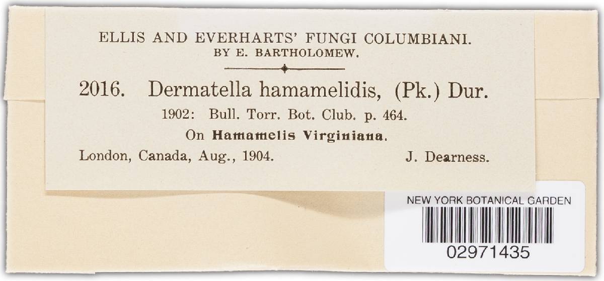Dermea hamamelidis image