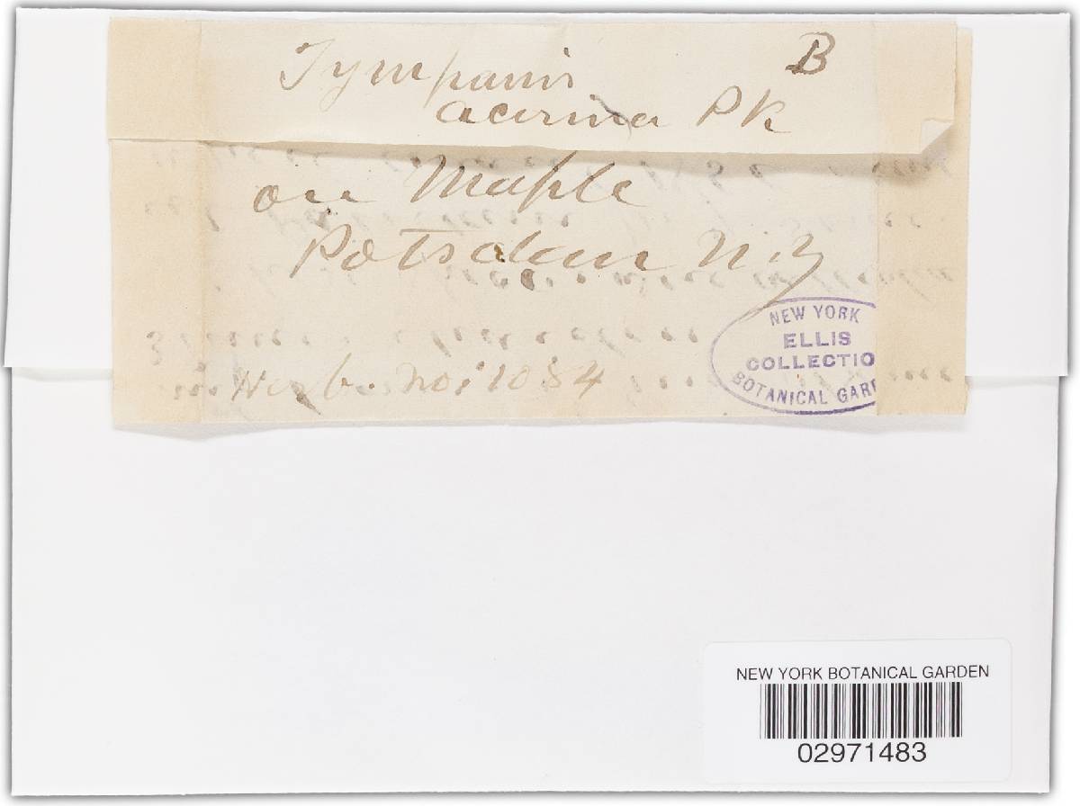 Dermea acerina image