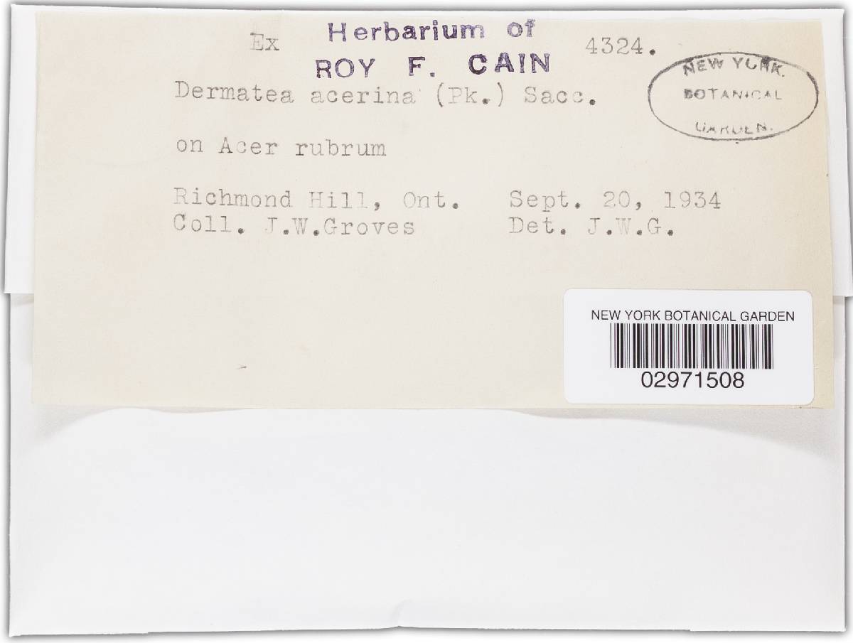 Dermea acerina image