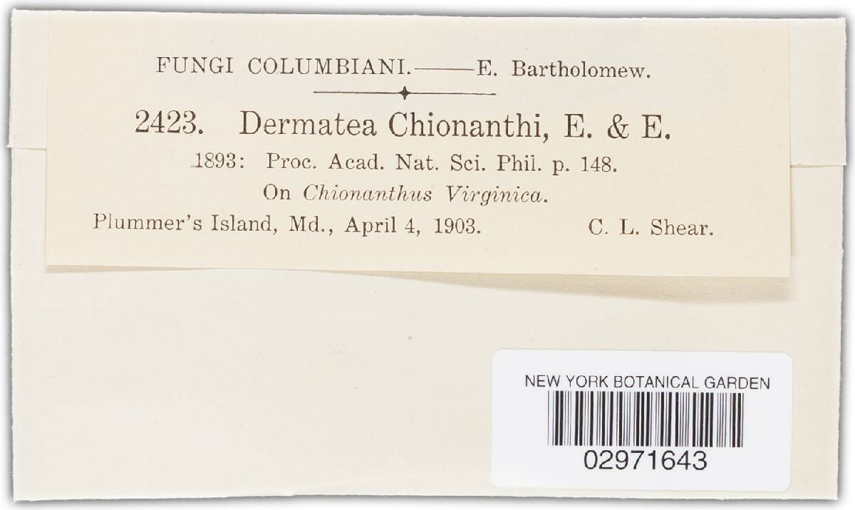 Dermea chionanthi image