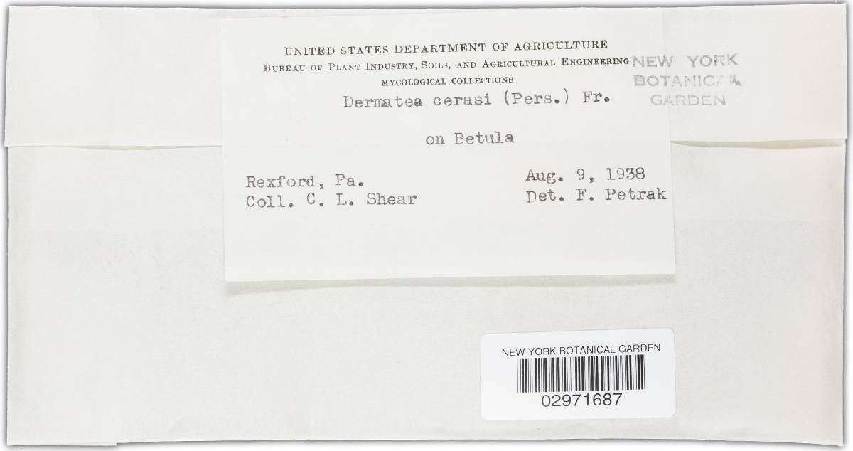 Dermea cerasi image
