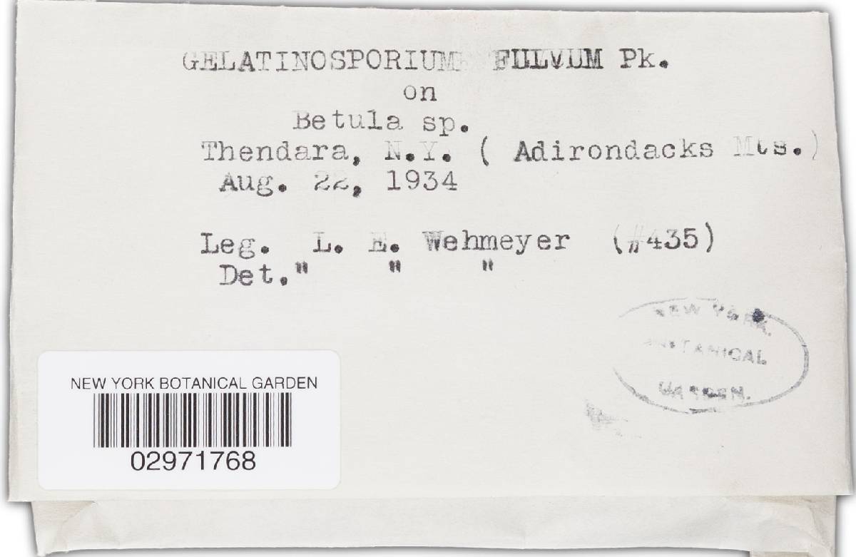 Dermea molliuscula image
