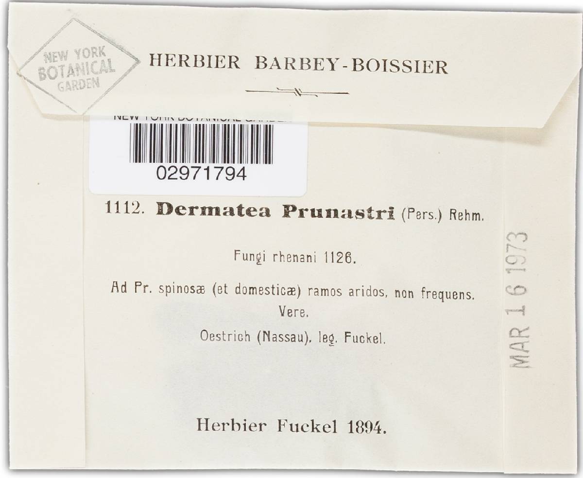 Dermea prunastri image