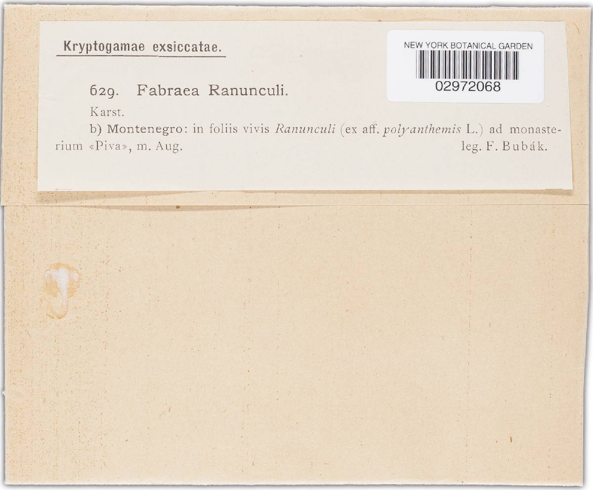 Fabraea ranunculi image