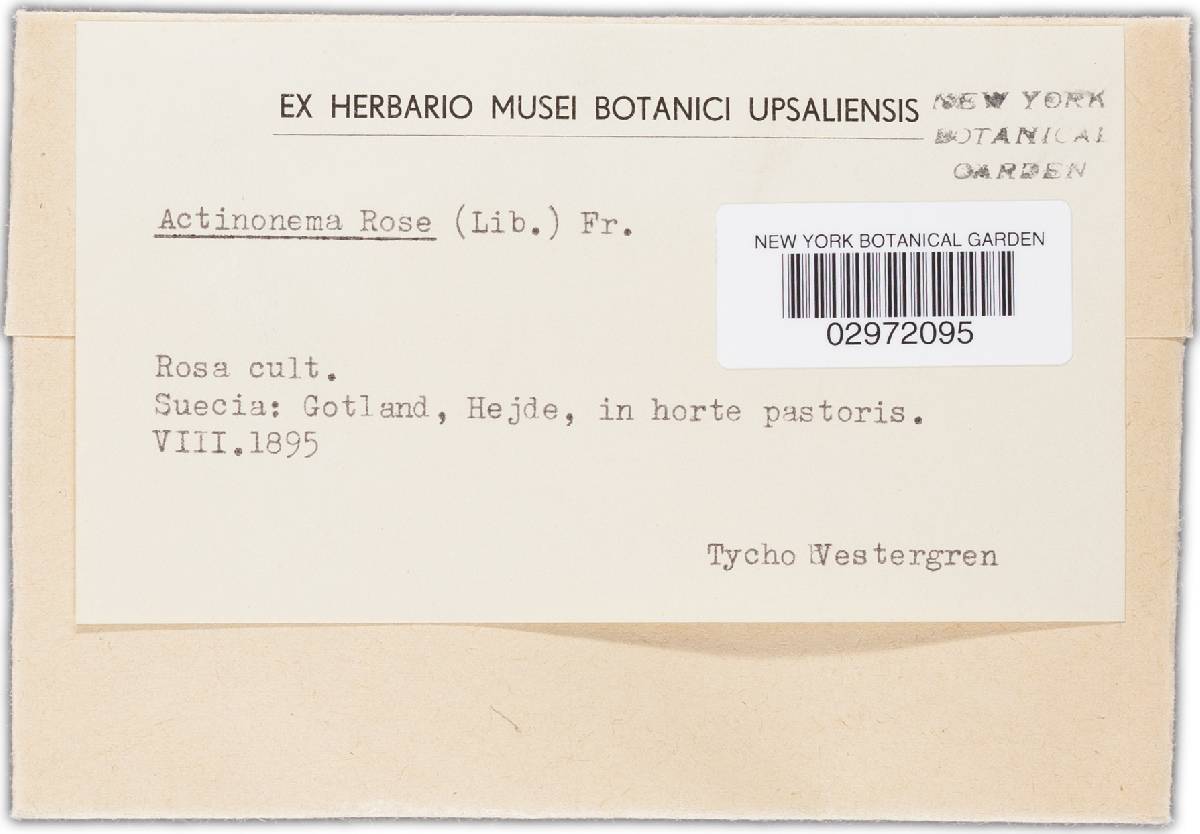Diplocarpon rosae image