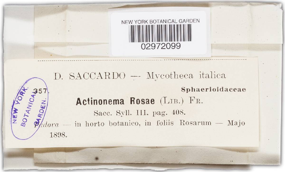 Diplocarpon rosae image