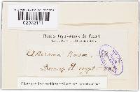 Diplocarpon rosae image