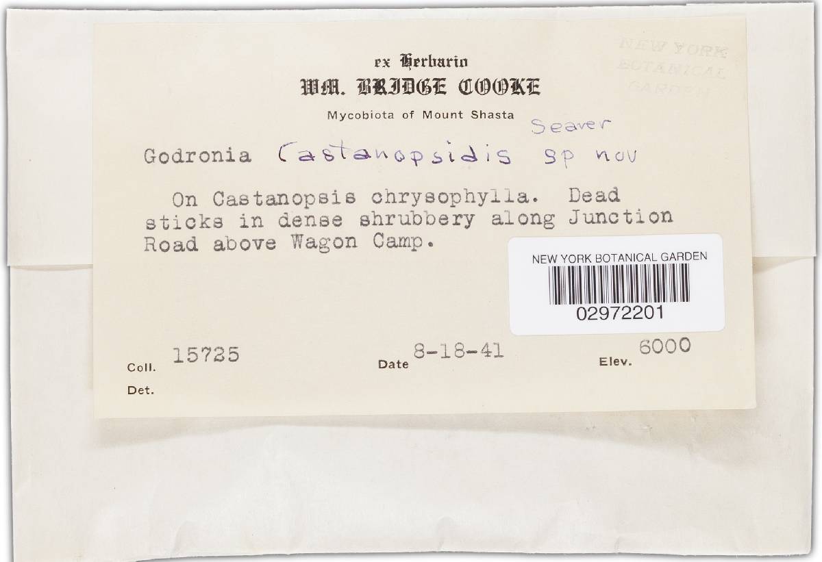 Coccomyces castanopsidis image