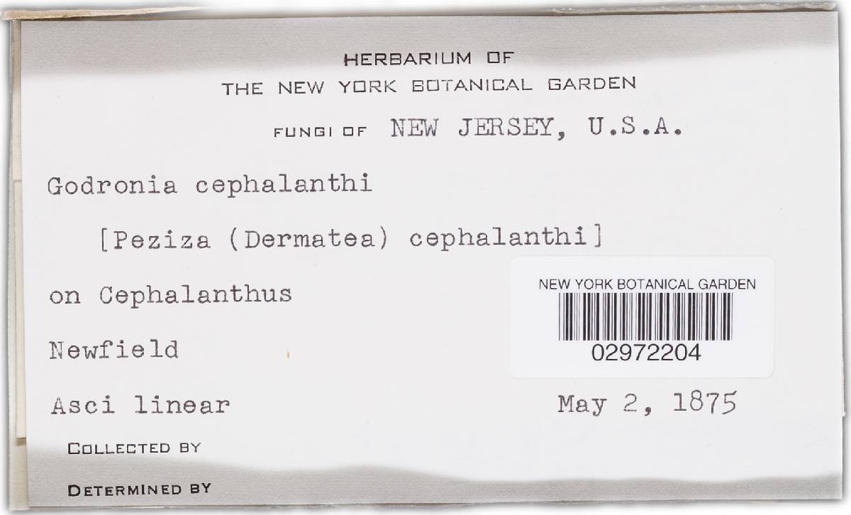 Godronia cephalanthi image