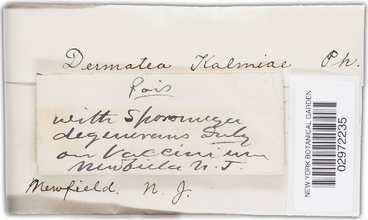 Godronia kalmiae image