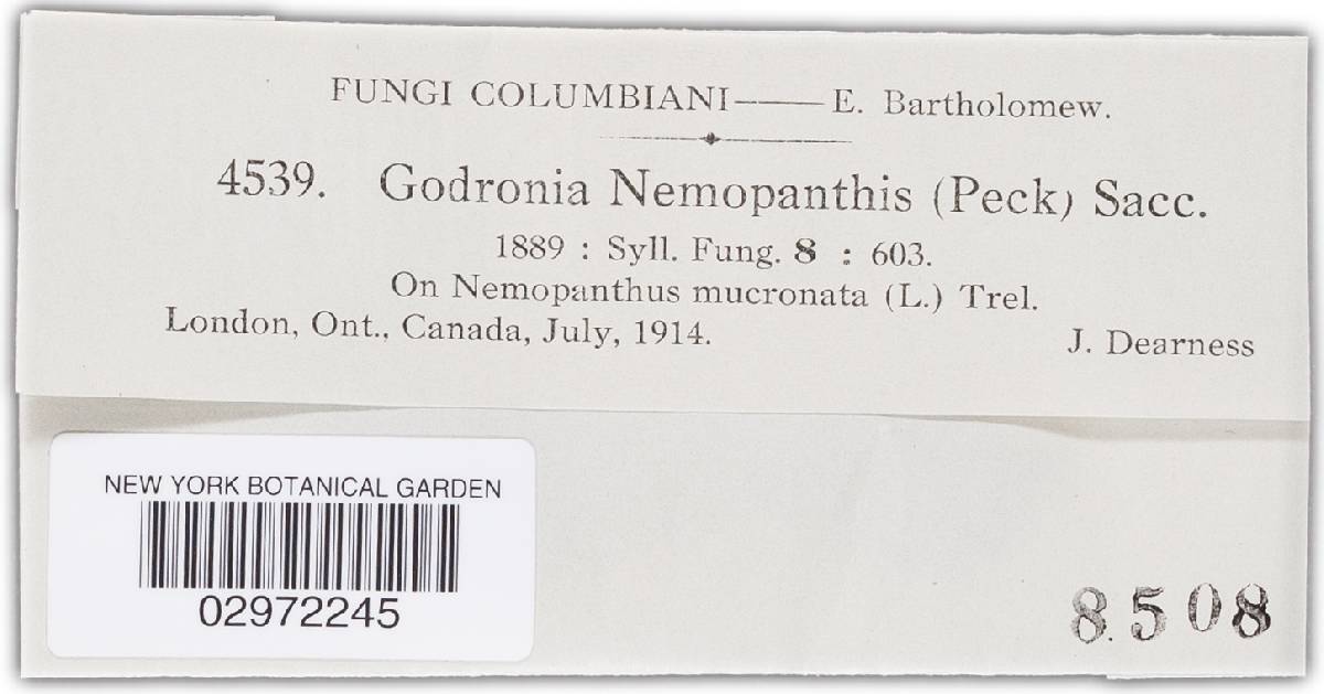 Godronia nemopanthis image