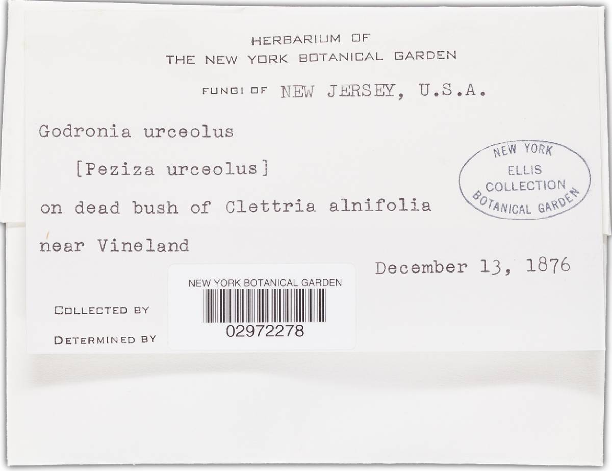 Godronia urceolus image